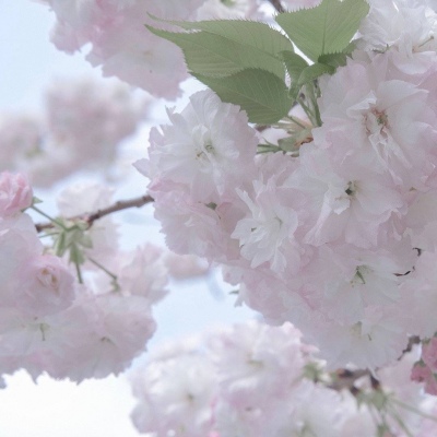 仙游福瑞交流群